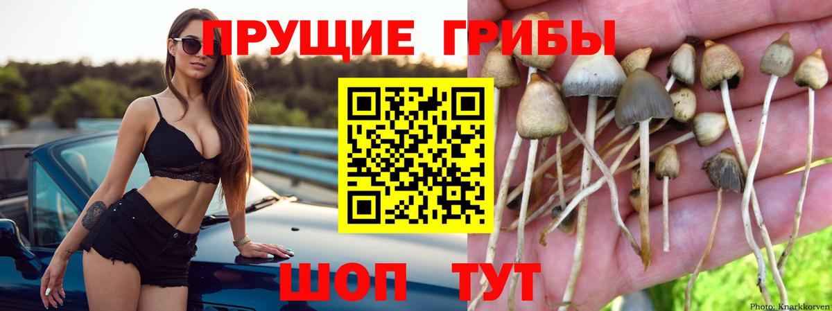 Псилоцибиновые грибы Psilocybine cubensis  Вход с VPN  Галлюциногенные грибы мицелий  Зеленокумск 
